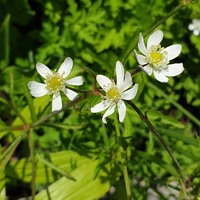 Anemone barbulata 